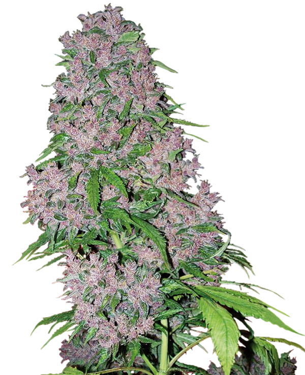 Purple Bud semillas feminizadas de cannabis por White Label