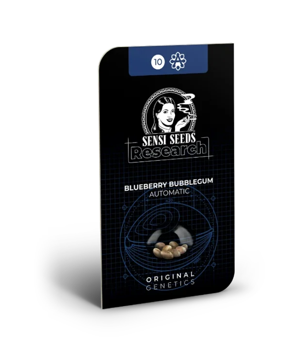 Blueberry Bubblegum Automatic es excelente para los consumidores que buscan un colocón relajante y completo. Sus potentes efectos se complementan con un sabor explosivo. Los cultivadores con tiendas de campaña de interior disfrutarán del patrón de crecimiento de perfil bajo de esta planta. Las flores terminadas son pegajosas al tacto con una sobreabundancia de cannabinoides y cabezas de tricomas llenas de terpeno. Blueberry Bubblegum Automatic es una planta fácil de cultivar y con las condiciones adecuadas, es capaz de grandes rendimientos.