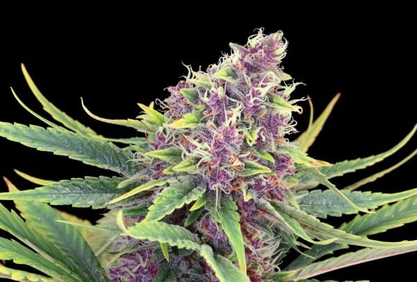 Semillas de marihuana Purple Kush de Kannabia Seeds