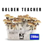 kit-cultivo-golden-teacher-1200cc