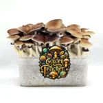 Kit de cultivo Golden Teacher Alchimiaweb